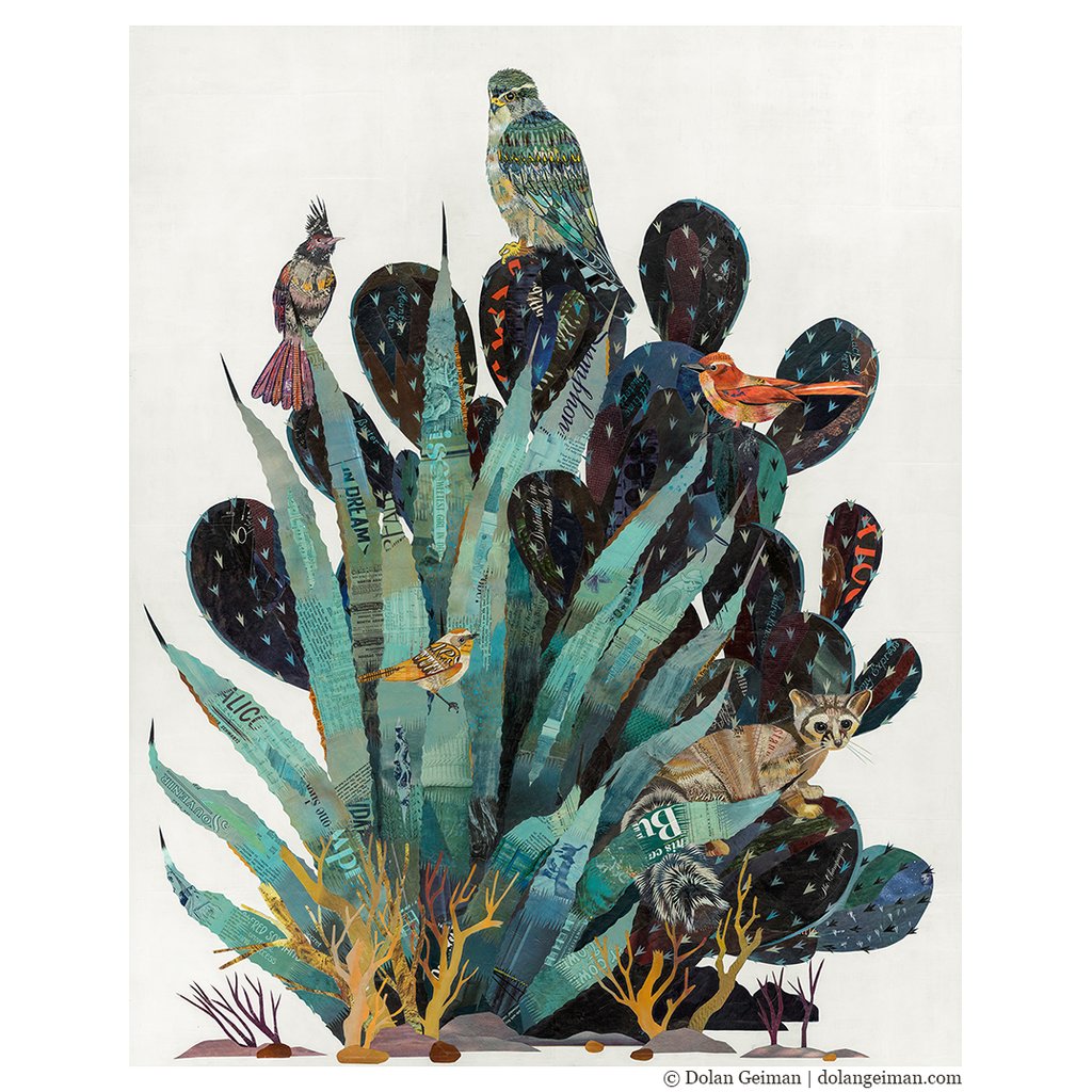 Baja Backcountry | Ring-Tailed Cat