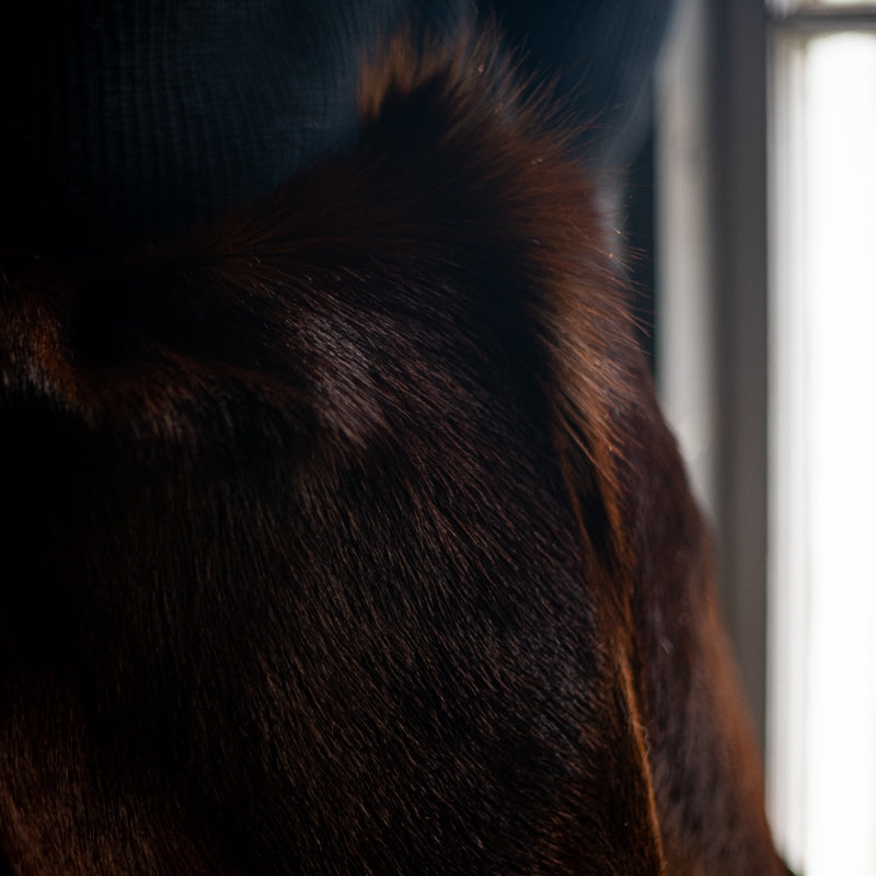 Messenger | Sandalwood Springbok